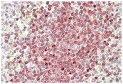 POU2AF1 Goat anti-Human, Polyclonal Antibody, Abnova 100 &mu;g | Buy Online | Abnova Corporation | Fisher Scientific