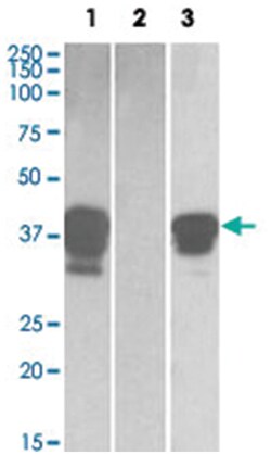 POU2AF1 Goat anti-Human, Polyclonal Antibody, Abnova 100 &mu;g | Buy Online | Abnova Corporation | Fisher Scientific