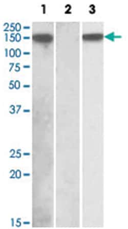 NLRP2 Goat anti-Human, Polyclonal Antibody, Abnova 100 &mu;g | Buy Online | Abnova Corporation | Fisher Scientific
