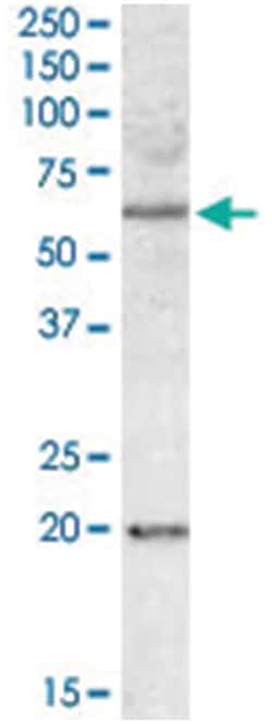 BAG4, Goat, Polyclonal Antibody, Abnova 100 &mu;g | Buy Online | Abnova Corporation | Fisher Scientific