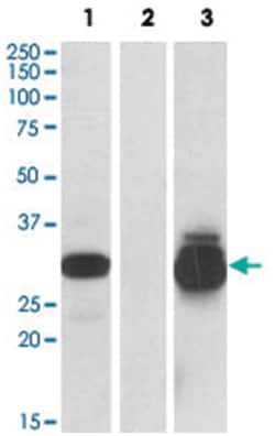 PPPDE1, Goat, Polyclonal Antibody, Abnova 100&mu;g; Unlabeled:Antibodies,