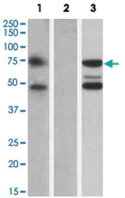 ASNSD1, Goat, Polyclonal Antibody, Abnova 100 &mu;g | Buy Online | Abnova Corporation | Fisher Scientific