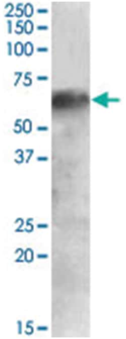 IRF2BP1 Goat anti-Human, Polyclonal Antibody, Abnova 100 &mu;g | Buy Online | Abnova Corporation | Fisher Scientific