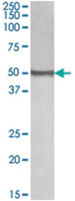 BLK, Goat, Polyclonal Antibody, Abnova 100&mu;g; Unlabeled:Antibodies,