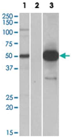 COPS3, Goat, Polyclonal Antibody, Abnova 100&mu;g; Unlabeled:Antibodies,