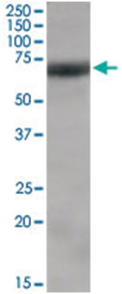 NFE2L2, Goat, Polyclonal Antibody, Abnova 100 &mu;g | Buy Online | Abnova Corporation | Fisher Scientific
