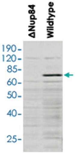 NUP84, Goat, Polyclonal Antibody, Abnova 100&mu;g; Unlabeled:Antibodies,