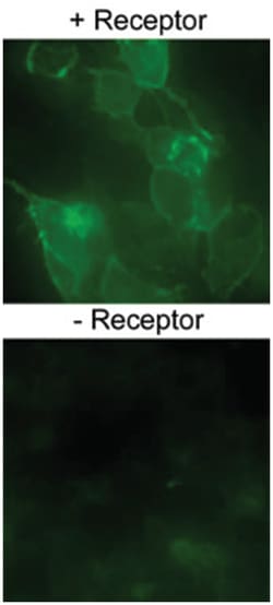 SLC2A1 Rabbit anti-Human, Polyclonal Antibody, Abnova 100&mu;L; Unlabeled:Antibodies,
