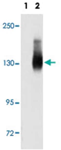 JAG2 Rabbit anti-Human, Polyclonal Antibody, Abnova 400 &mu;L | Buy Online | Abnova Corporation | Fisher Scientific