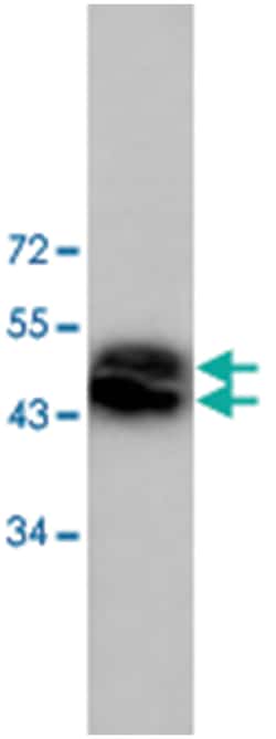 ADRA1A Rabbit anti-Human, Mouse, Rat, Polyclonal Antibody, Abnova 100 &mu;g | Buy Online | Abnova Corporation | Fisher Scientific