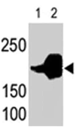 LRP5 Rabbit anti-Human, Mouse, Polyclonal Antibody, Abnova 400 &mu;L | Buy Online | Abnova | Fisher Scientific