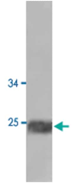 RAN Rabbit anti-Chicken, Dog, Human, Mouse, Rat, Xenopus, Polyclonal Antibody,