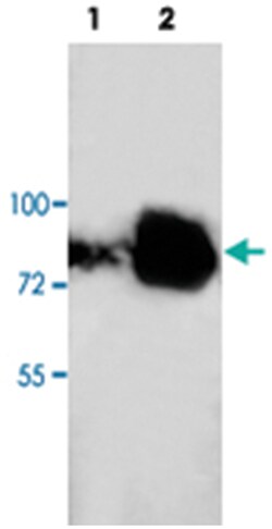 AKT2 Rabbit anti-Human, Polyclonal Antibody, Abnova 100&mu;g; Unlabeled:Antibodies,