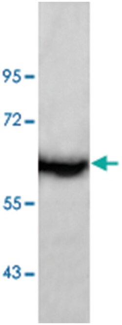 ADRA1B Rabbit anti-Human, Polyclonal Antibody, Abnova 100 &mu;g | Buy Online | Abnova Corporation | Fisher Scientific