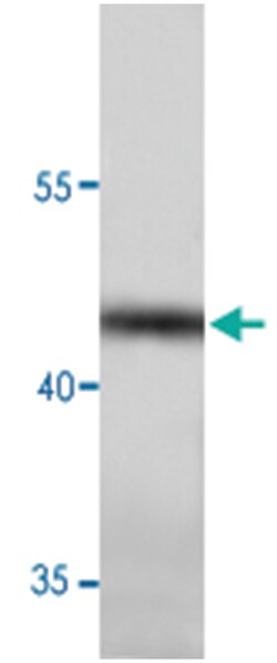 ADIPOR1 Rabbit anti-Human, Polyclonal Antibody, Abnova 100&mu;g; Unlabeled:Antibodies,