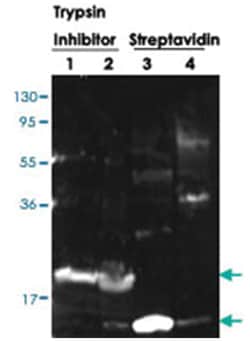 KTi3, Rabbit, Polyclonal Antibody, Abnova 100 &mu;g | Buy Online | Abnova Corporation | Fisher Scientific