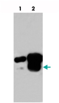 SMAD3 (phospho T179), Rabbit anti-Human, Polyclonal Antibody, Abnova 100 &mu;g | Buy Online | Abnova | Fisher Scientific