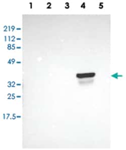 OTC Rabbit anti-Human, Polyclonal Antibody, Abnova 100&mu;L; Unlabeled:Antibodies,
