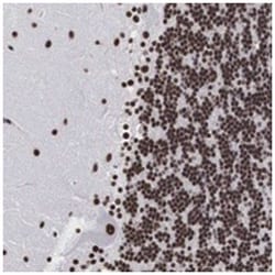 ACIN1 Rabbit anti-Human, Polyclonal Antibody, Abnova 100 &mu;L | Buy Online | Abnova Corporation | Fisher Scientific