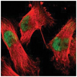 ACIN1 Rabbit anti-Human, Polyclonal Antibody, Abnova 100 &mu;L | Buy Online | Abnova Corporation | Fisher Scientific