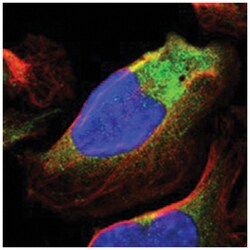 RALGAPA1, Rabbit, Polyclonal Antibody, Abnova 100&mu;L; Unlabeled:Antibodies,