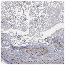 NGDN, Rabbit, Polyclonal Antibody, Abnova 100&mu;L; Unlabeled:Antibodies,