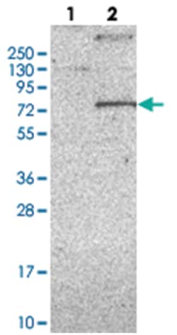 KCND1, Rabbit, Polyclonal Antibody, Abnova 100&mu;L; Unlabeled:Antibodies,