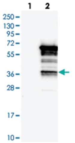 SASH3, Rabbit, Polyclonal Antibody, Abnova 100 &mu;L | Buy Online | Abnova Corporation | Fisher Scientific