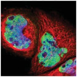 PRPF39, Rabbit, Polyclonal Antibody, Abnova 100&mu;L; Unlabeled:Antibodies,