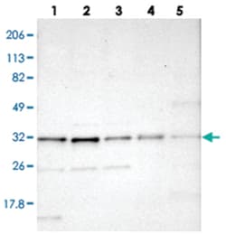 STX17, Rabbit, Polyclonal Antibody, Abnova 100&mu;L; Unlabeled:Antibodies,