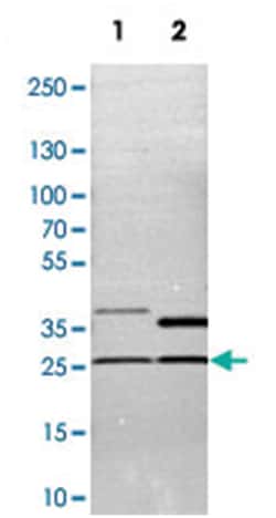 STX17, Rabbit, Polyclonal Antibody, Abnova 100&mu;L; Unlabeled:Antibodies,