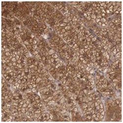 STX17, Rabbit, Polyclonal Antibody, Abnova 100&mu;L; Unlabeled:Antibodies,