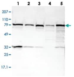 UNC84B, Rabbit, Polyclonal Antibody, Abnova 100&mu;L; Unlabeled:Antibodies,
