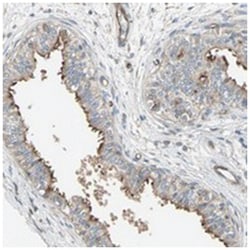 FAM12B, Rabbit, Polyclonal Antibody, Abnova 100 &mu;L | Buy Online | Abnova Corporation | Fisher Scientific