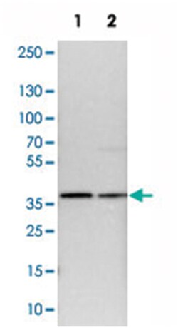 CCDC50, Rabbit, Polyclonal Antibody, Abnova 100&mu;L; Unlabeled:Antibodies,