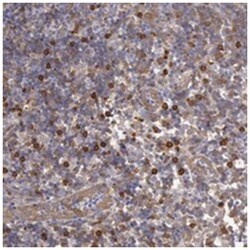 CCDC50, Rabbit, Polyclonal Antibody, Abnova 100&mu;L; Unlabeled:Antibodies,