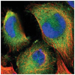 CCDC50, Rabbit, Polyclonal Antibody, Abnova 100&mu;L; Unlabeled:Antibodies,