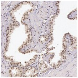 C22orf29 Rabbit anti-Human, Polyclonal Antibody, Abnova 100&mu;L; Unlabeled:Antibodies,