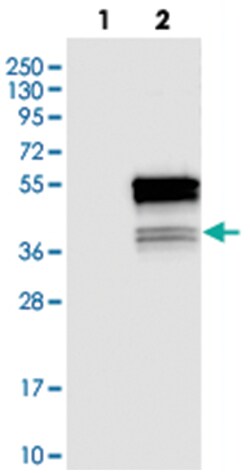 C22orf29 Rabbit anti-Human, Polyclonal Antibody, Abnova 100&mu;L; Unlabeled:Antibodies,