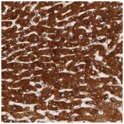PACS2, Rabbit, Polyclonal Antibody, Abnova 100 &mu;L | Buy Online | Abnova Corporation | Fisher Scientific