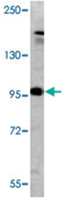 GRM5 Rabbit anti-Human, Mouse, Polyclonal Antibody, Abnova 400 &mu;L | Buy Online | Abnova Corporation | Fisher Scientific