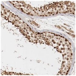 DNMT3B Rabbit anti-Human, Polyclonal Antibody, Abnova 100&mu;L; Unlabeled:Antibodies,