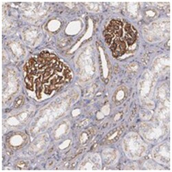 TJP1 Rabbit anti-Human, Polyclonal Antibody, Abnova 100&mu;L; Unlabeled:Antibodies,