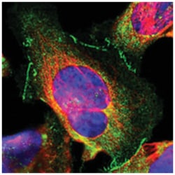 TJP1 Rabbit anti-Human, Polyclonal Antibody, Abnova 100&mu;L; Unlabeled:Antibodies,