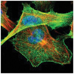 SLC9A3R2, Rabbit, Polyclonal Antibody, Abnova 100&mu;L; Unlabeled:Antibodies,