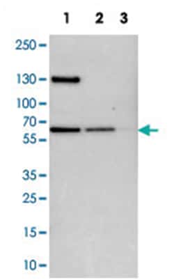 UPF3B Rabbit anti-Human, Mouse, Rat, Polyclonal Antibody, Abnova 100&mu;L;