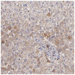 FGB Rabbit anti-Human, Polyclonal Antibody, Abnova 100 &mu;L | Buy Online | Abnova Corporation | Fisher Scientific