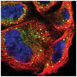 PREX1, Rabbit, Polyclonal Antibody, Abnova 100&mu;L; Unlabeled:Antibodies,