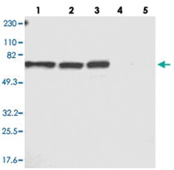 MBD4 Rabbit anti-Human, Polyclonal Antibody, Abnova 100&mu;L; Unlabeled:Antibodies,