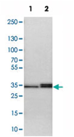 STX3, Rabbit, Polyclonal Antibody, Abnova 100&mu;L; Unlabeled:Antibodies,